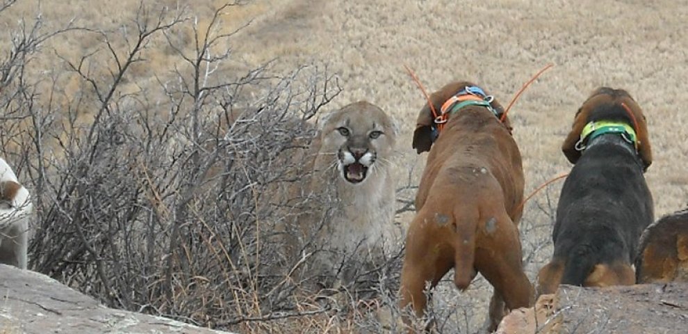 Colorado Mountain Lion hunting