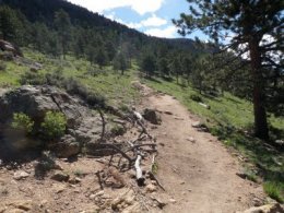 The trail quickly leaves the forest canopy and runs along the side of a ridge.