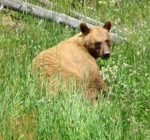 Bear hunting In Colorado