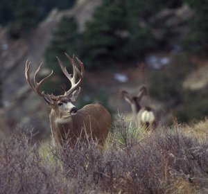 Best Mule Deer Hunting