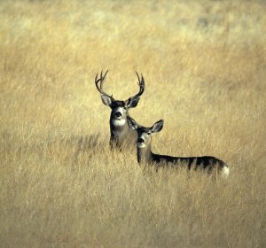 Best Mule Deer Hunting in Colorado