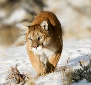 Big game hunting in Colorado