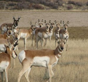 Colorado Antelope