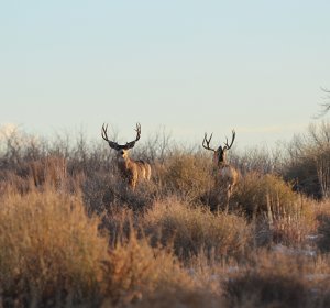 Colorado big Game Seasons