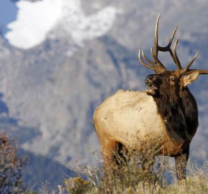 Colorado deer hunting season