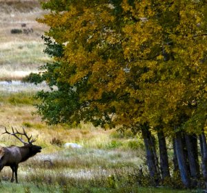 Colorado Division of Wildlife Elk hunting