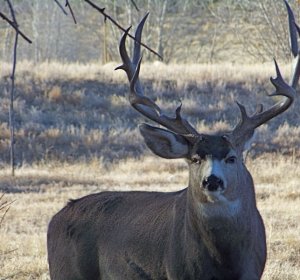 Colorado Division of Wildlife Hunting