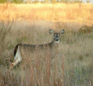 Colorado Division of Wildlife leftover licenses