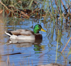 Colorado duck Hunting season