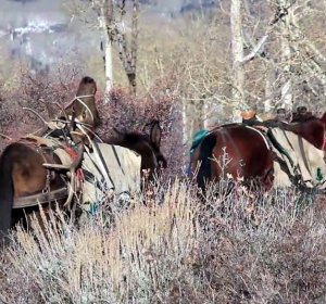 Colorado Elk hunting Outfitters