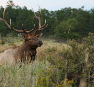 Colorado Elk hunting University