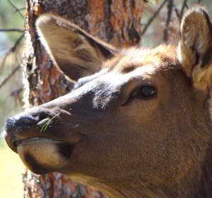 Colorado hunting brochure