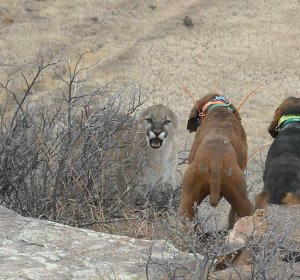Colorado Mountain Lion hunting