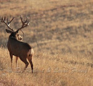 Colorado Mule Deer