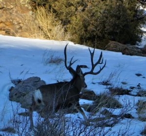 Colorado Mule Deer Hunting