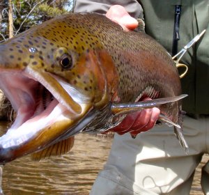 Colorado State fishing license