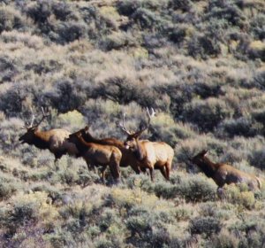 Colorado trespass fee hunts