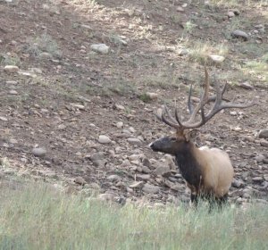 Company elk Season