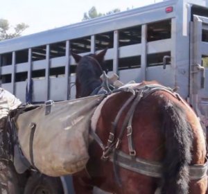 Elk hunting Guides in Colorado