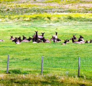 Elk hunting Seasons