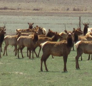 Elk in Colorado