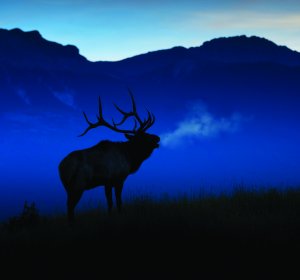 Elk season in Colorado