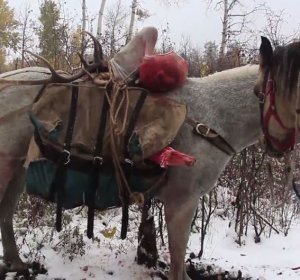 Guided hunts in Colorado