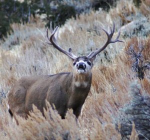 Guided Mule Deer Hunting