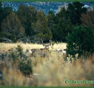 Guided Mule Deer hunts in Colorado