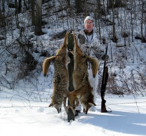 Hunting coyotes in Colorado