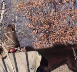 Hunting Guides in Colorado