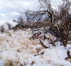 Hunting Mule Deer in Colorado