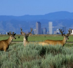 Rocky Mountain Deer