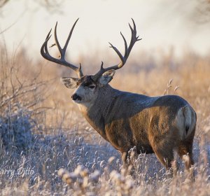 Rocky Mountain Mule Deer