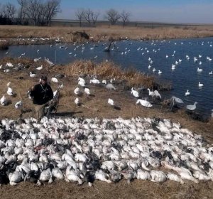 Snow goose hunting Colorado