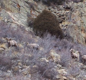 Types of Deer in Colorado