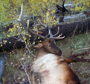 What can you hunting in Colorado?