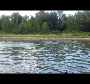 Wild boar hunting Colorado