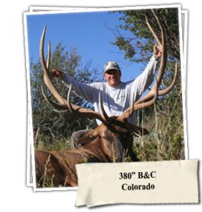 Trophy high fence elk hunting in Colorado