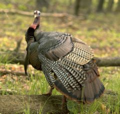 Turkey Clear Creek County, Colorado ~ Turkey