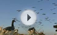 2011-2012 Goose Season Trailer