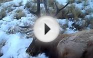 4th Season Colorado elk hunt video