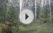 2008 CO Elk Archery Season
