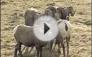 ALBERTA MINISTERS SPECIAL BIGHORN SHEEP LICENSE