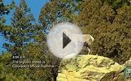 a.m. Colorado - Rocky Mountain Bighorn Sheep