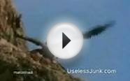 Amazing Eagles Hunting Mountain Goats