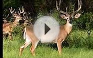 an Outfitter w/ Colorado Elk Hunting, Whitetail Hunts