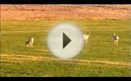 Antelope and Mule Deer