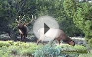 Arizona Elk Hunting- Giant Public Land Arizona Bulls!