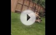 Bear Takes Down Deer in Colorado Man’s Backyard [VIDEO